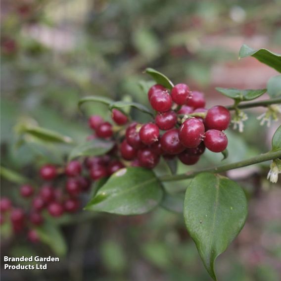 Sarcococca Ruscifolia