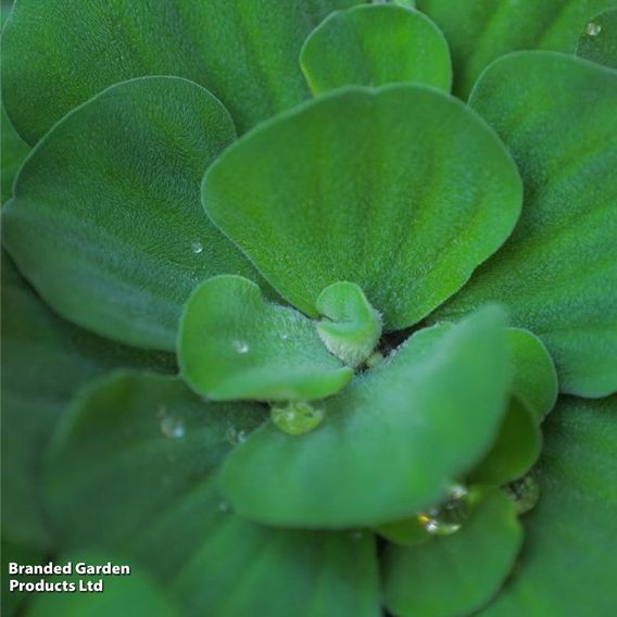 Pistia stratiotes (Floating Aquatic)
