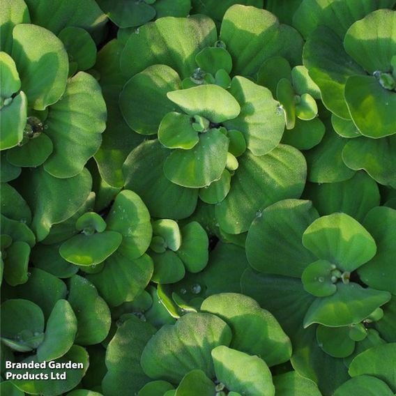 Pistia stratiotes (Floating Aquatic)
