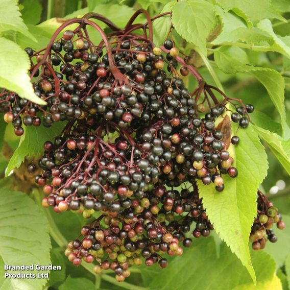 Sambucus nigra 'Haschberg'