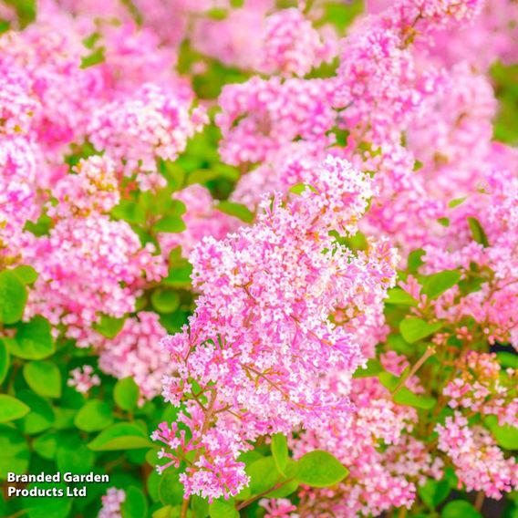 Lilac Dwarf 'Tinkerbelle'