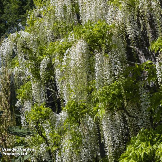 Wisteria floribunda 'Alba'