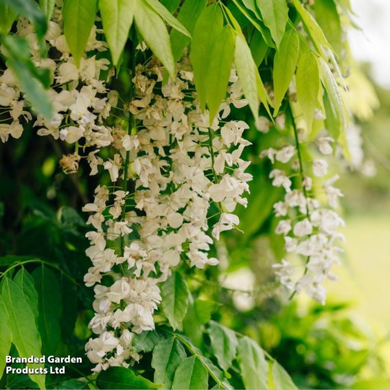 Wisteria floribunda 'Alba'