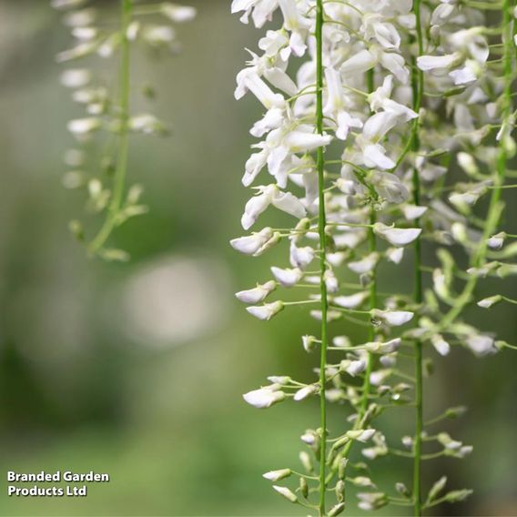 Wisteria floribunda 'Alba'