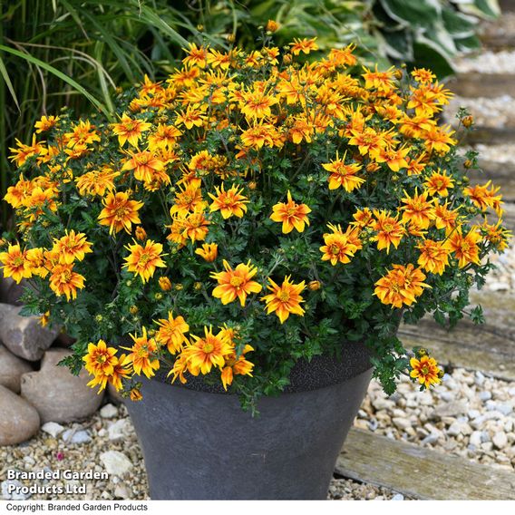Bidens 'Bee Happy Double Orange'