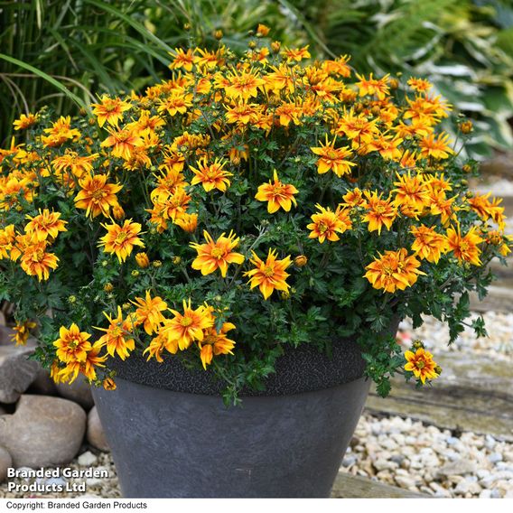 Bidens 'Bee Happy Double Orange'