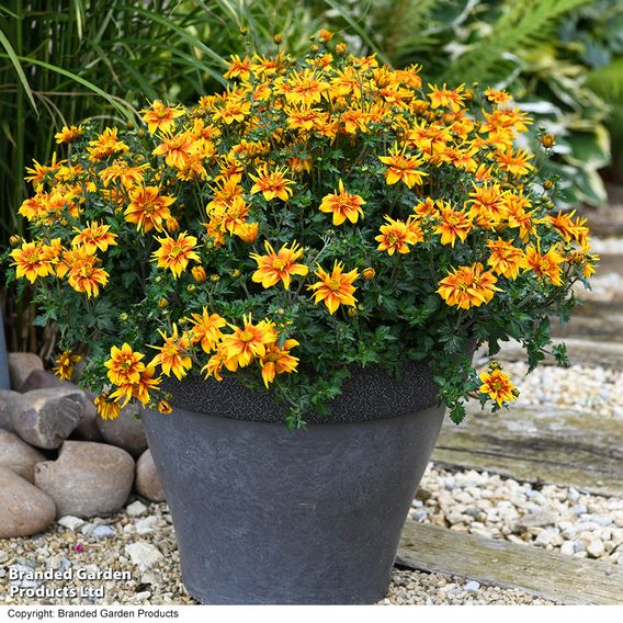 Bidens 'Bee Happy Double Orange'