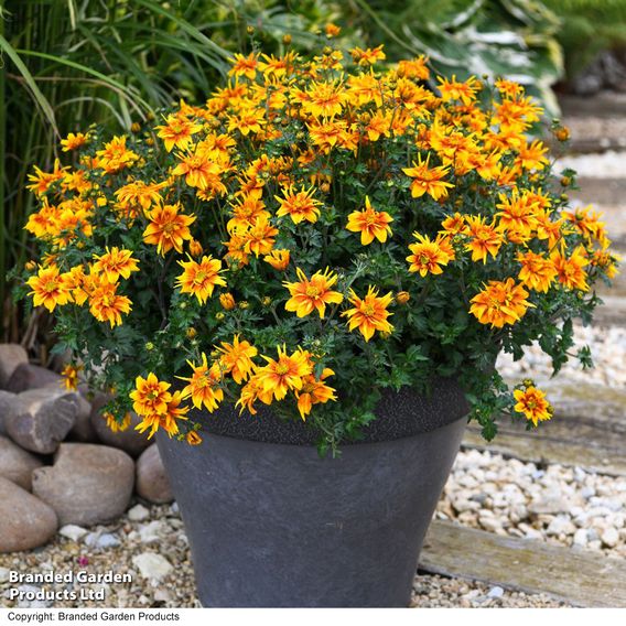 Bidens 'Bee Happy Double Orange'