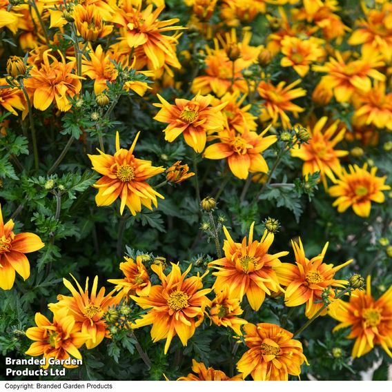 Bidens 'Bee Happy Double Orange'