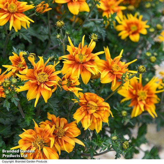 Bidens 'Bee Happy Double Orange'
