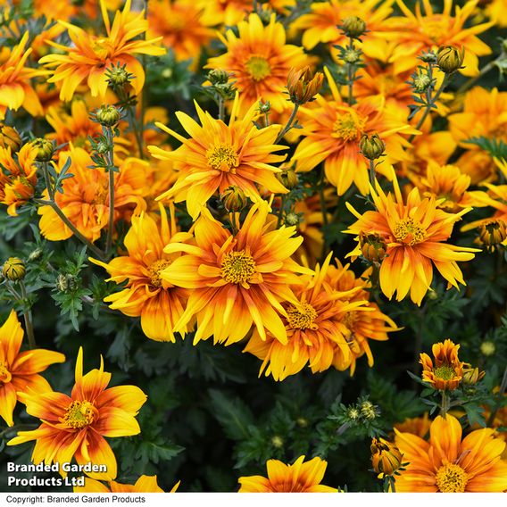 Bidens 'Bee Happy Double Orange'