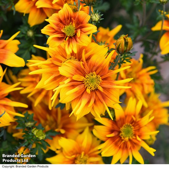 Bidens 'Bee Happy Double Orange'