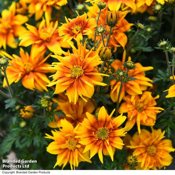 Bidens 'Bee Happy Double Orange'