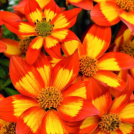 Bidens 'Red Yellow Centre'