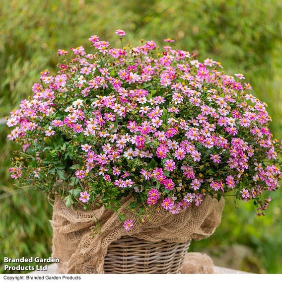 Bidens ferulifolia 'Pink Princess'