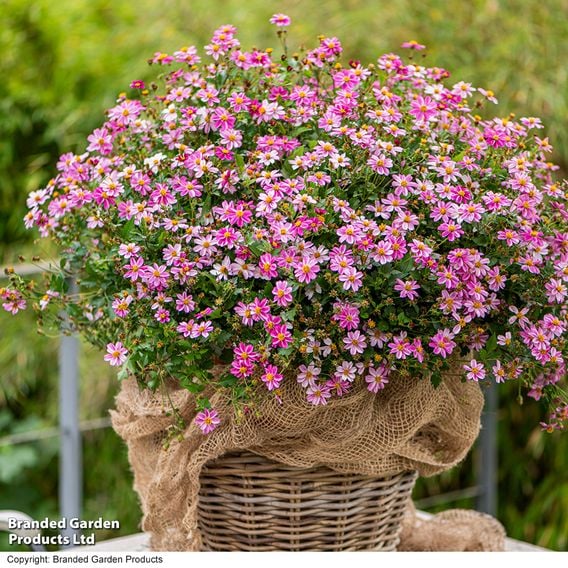 Bidens ferulifolia 'Pink Princess'
