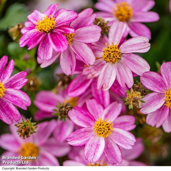 Bidens ferulifolia 'Pink Princess'