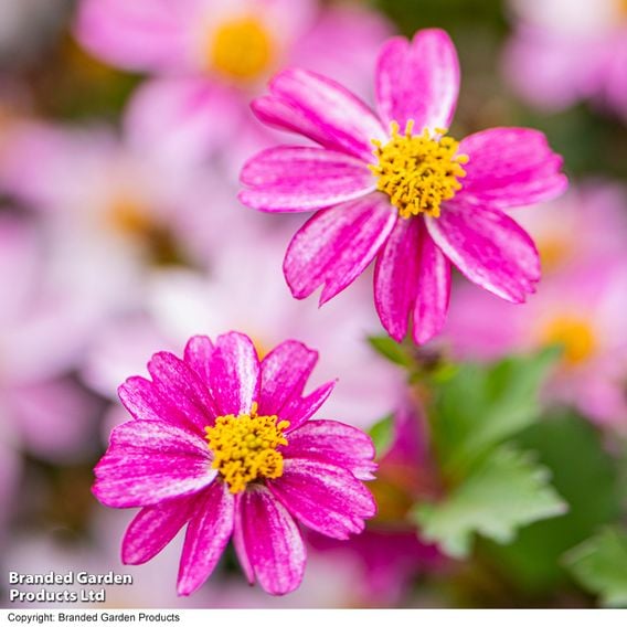 Bidens ferulifolia 'Pink Princess'