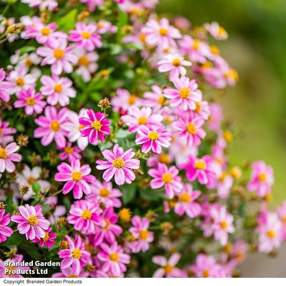 Bidens ferulifolia 'Pink Princess'