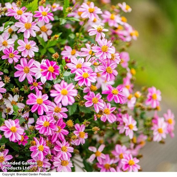 Bidens ferulifolia 'Pink Princess'