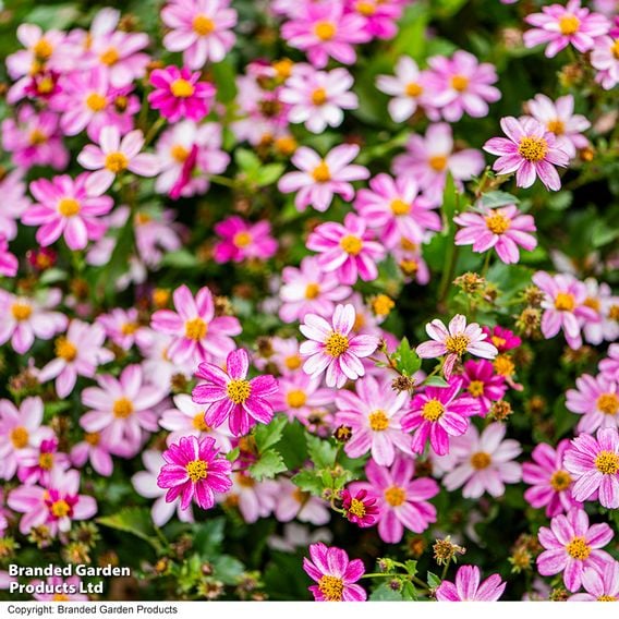 Bidens ferulifolia 'Pink Princess'