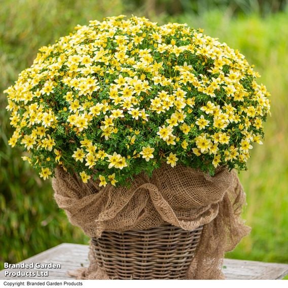 Bidens ferulifolia 'Taka Tuka White & Yellow'