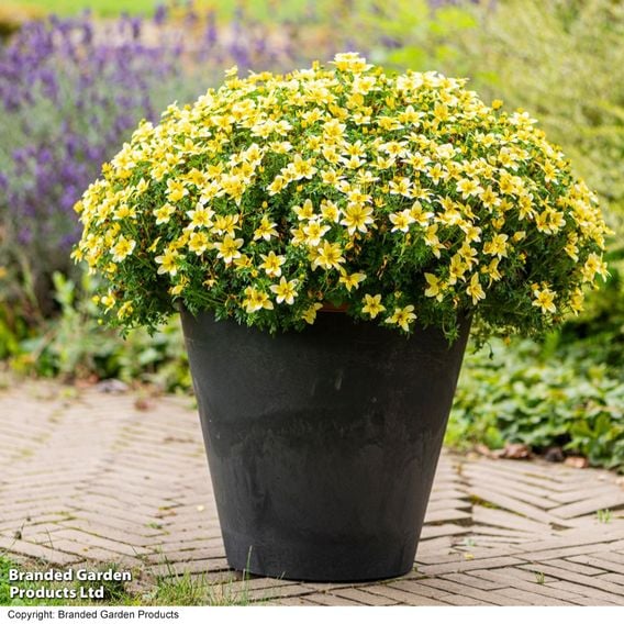 Bidens ferulifolia 'Taka Tuka White & Yellow'