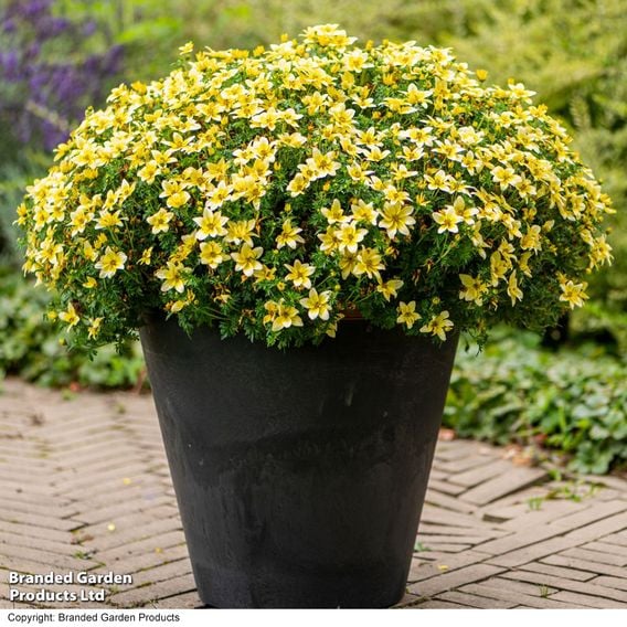 Bidens ferulifolia 'Taka Tuka White & Yellow'