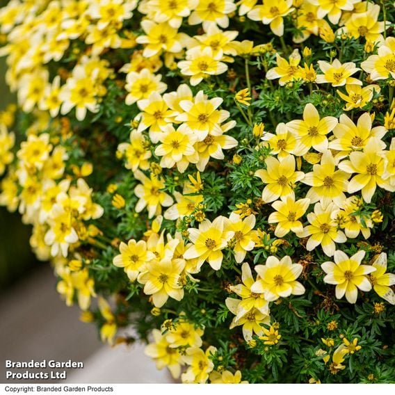 Bidens ferulifolia 'Taka Tuka White & Yellow'