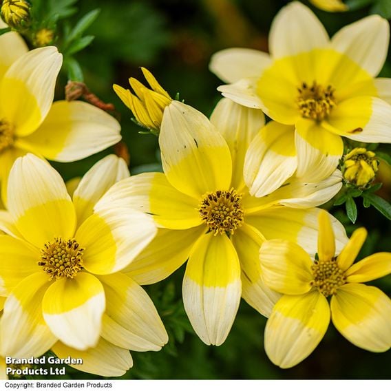 Bidens ferulifolia 'Taka Tuka White & Yellow'