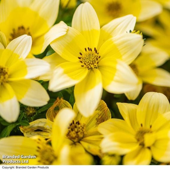 Bidens ferulifolia 'Taka Tuka White & Yellow'