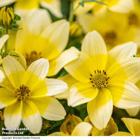 Bidens ferulifolia 'Taka Tuka White & Yellow'