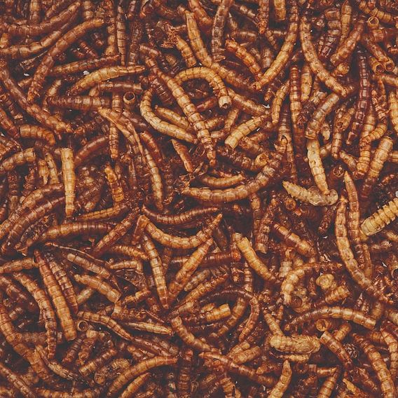 Meal Worms (Tub)