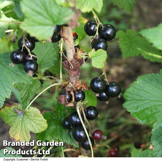 Blackcurrant 'Ben Connan'