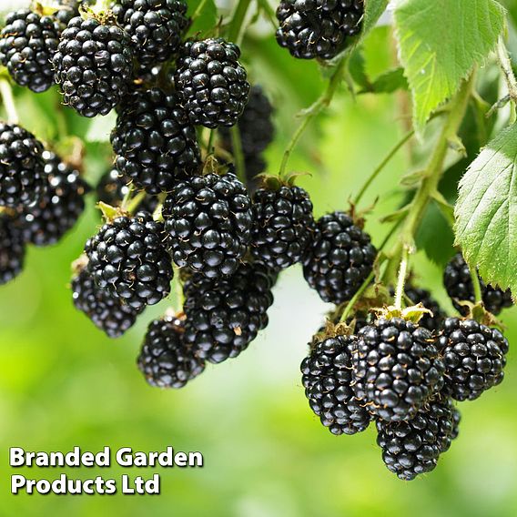 Blackberry 'Black Cascade'