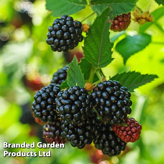 Blackberry 'Black Cascade'