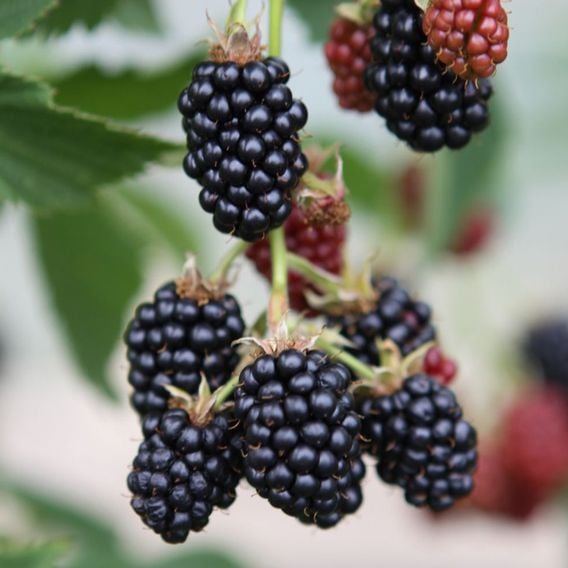 Blackberry 'Black Satin'