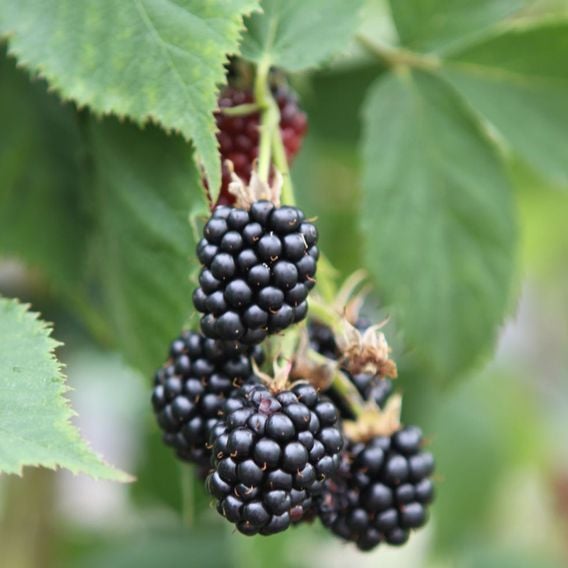 Blackberry 'Black Satin'