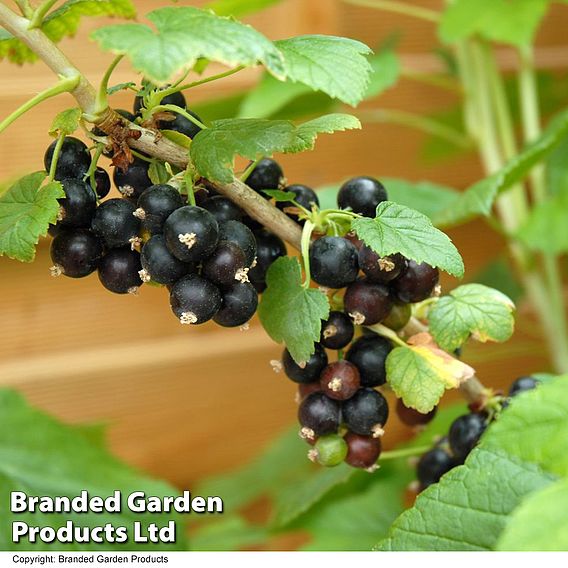 Blackcurrant 'Ebony'