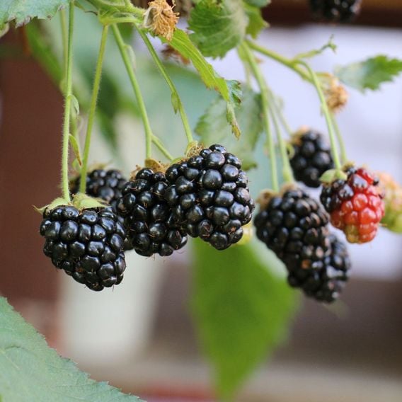 Lowberry&reg; Blackberry 'Little Black Prince' (Dwarf)