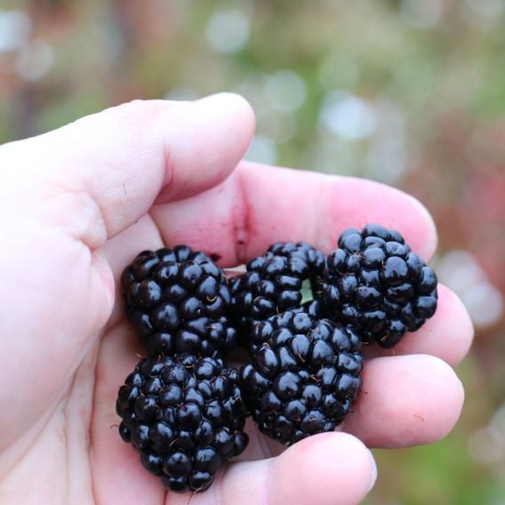 Lowberry&reg; Blackberry 'Little Black Prince' (Dwarf)