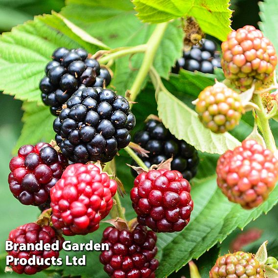 Lowberry® Blackberry 'Little Black Prince' (Dwarf)