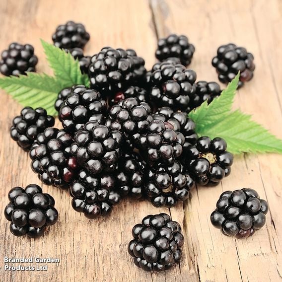 Blackberry 'Loch Ness'