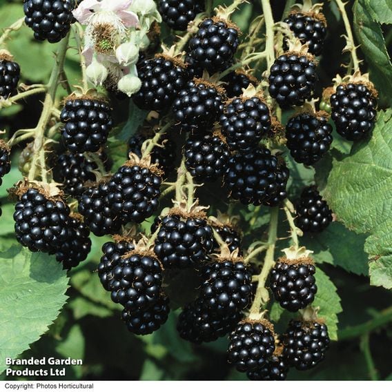 Blackberry 'Loch Ness'
