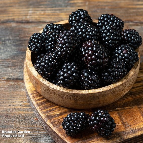 Blackberry 'Loch Ness'