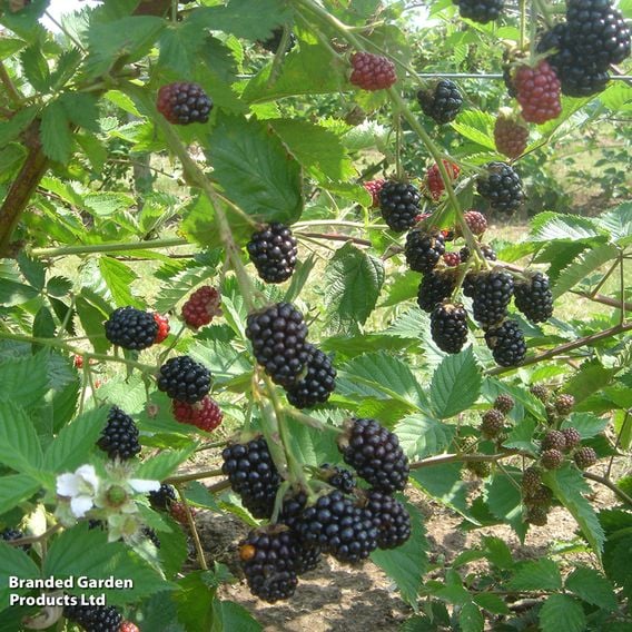 Blackberry 'Loch Ness'