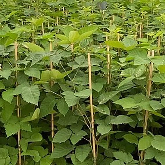 Blackberry 'Direttissima MontBlanc'