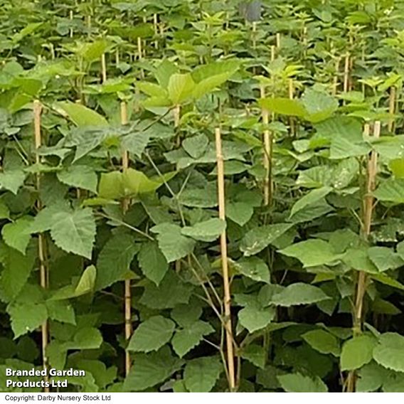 Blackberry 'Direttissima MontBlanc'