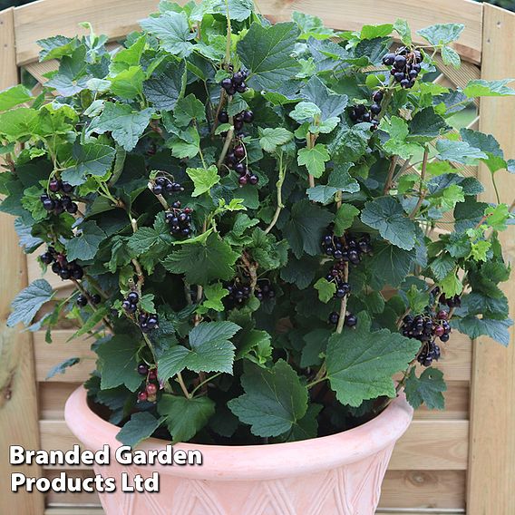 Blackcurrant 'Summer Pearls Giant'