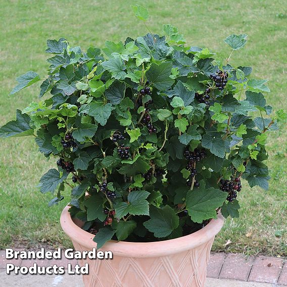 Blackcurrant 'Summer Pearls Giant'